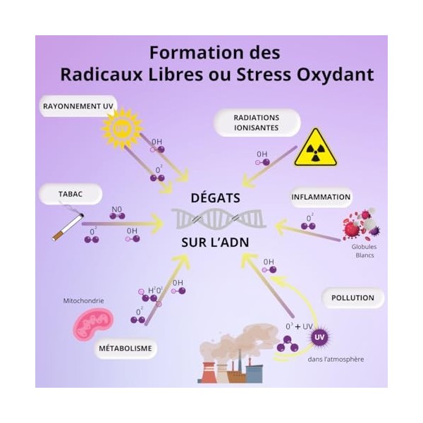 ANTI-OXYDANT FORT • ANTI RADICAUX LIBRES • Protection cellulaire • Baies de GOJI• Vit. E naturelle • 206 mg de Polyphénols na