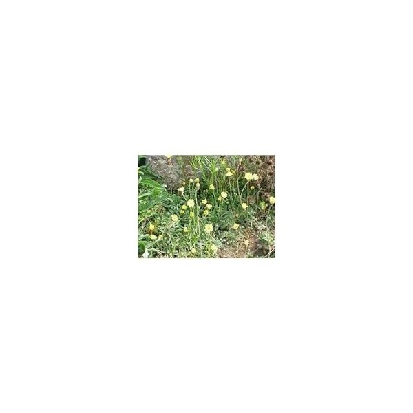 Piloselle plante 250 g POUDRE Hieracium pilosella