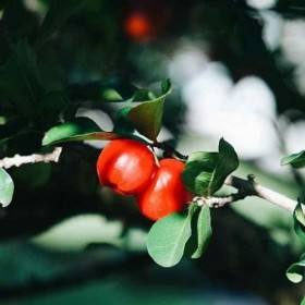 Floralpina - Boost 120 gélules - véritables concentrés en nutriments apporte vitamines et minéraux