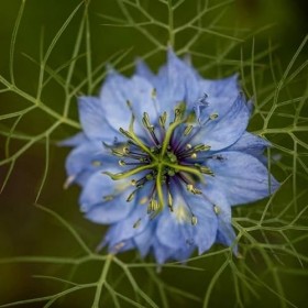 Floralpina - Huile de Nigelle 120 capsules - complément alimentaire pour le système immunitaire
