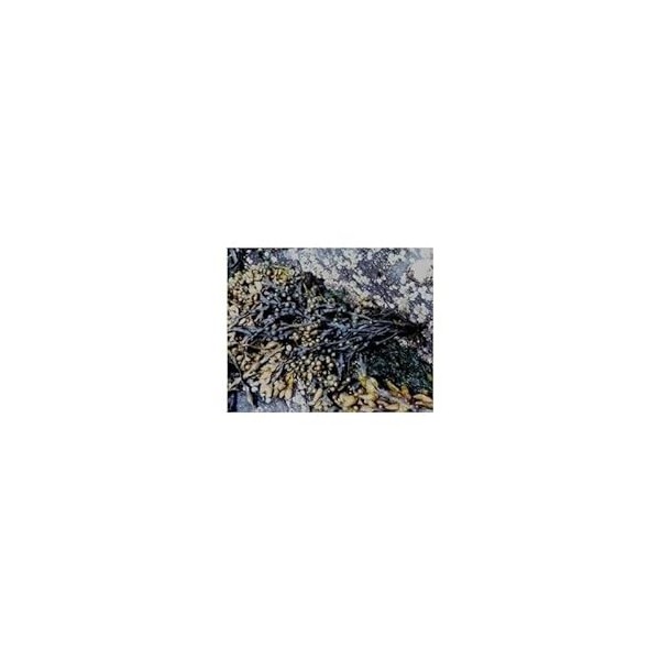 Fucus vésiculeux Varech 1 Kg POUDRE Fucus vesiculosus