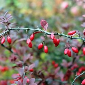 Berbérine 120 gélules - stimuler le système circulatoire
