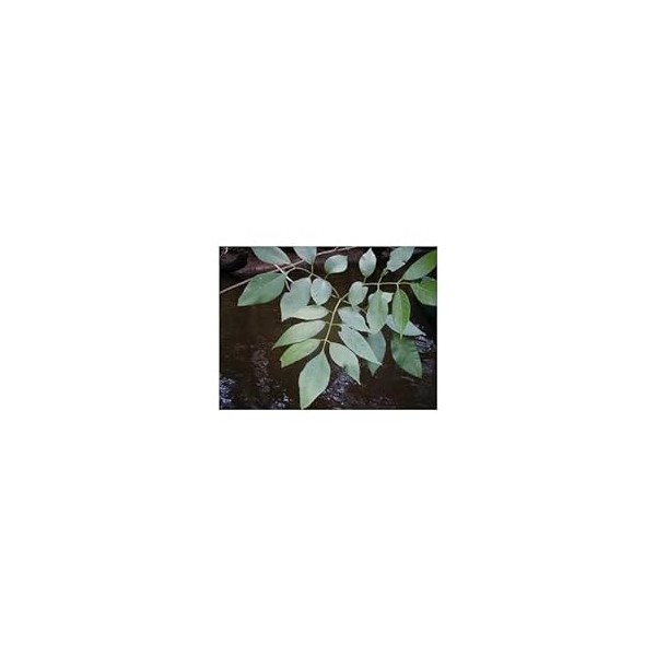 Frêne feuille 1 Kg POUDRE Fraxinus excelsior