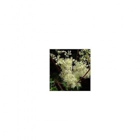 Reine des prés plante Ulmaire 1 Kg POUDRE Spiraea ulmaria