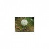 Carotte 1 Kg POUDRE Daucus carota