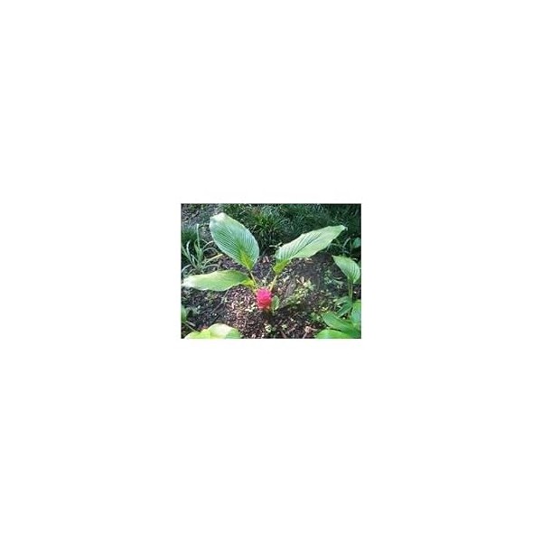 Curcuma rhizome 1 Kg POUDRE Curcuma longa