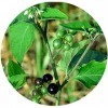 AOZA Valli Organics® Poudre de Manathakkali 100 g