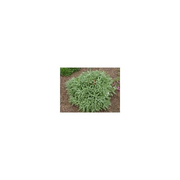 Sauge officinale 1 Kg POUDRE Salvia officinalis