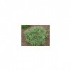 Sauge officinale 1 Kg POUDRE Salvia officinalis