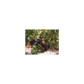 Vigne rouge feuille 1 Kg POUDRE Vitis vinifera