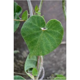 PUB neotea Veliparuthi Pergularia Daemia Poudre 300 g