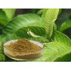 HoitoDeals Poudre de feuilles de goyave bio 100 g