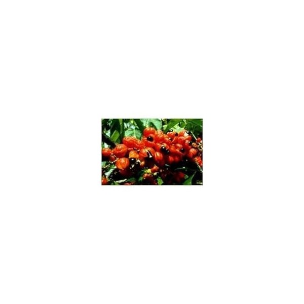 Guarana 500 g POUDRE Paullinia sorbilis