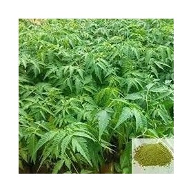 Puritans Malaivembu Poudre 300g | Poudre Bakayan | Chinaberry | Poudre Melia Azedarach lot de 3x100g 