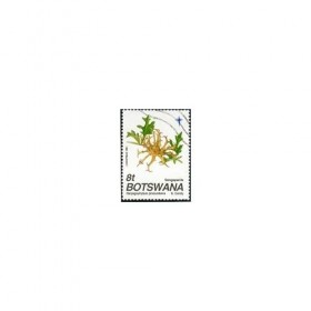 Harpagophytum raçine 1 Kg POUDRE Harpagophytum procu