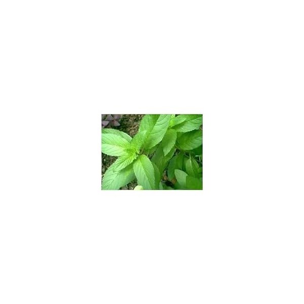 Menthe poivrée plante 1 Kg POUDRE Mentha piperita