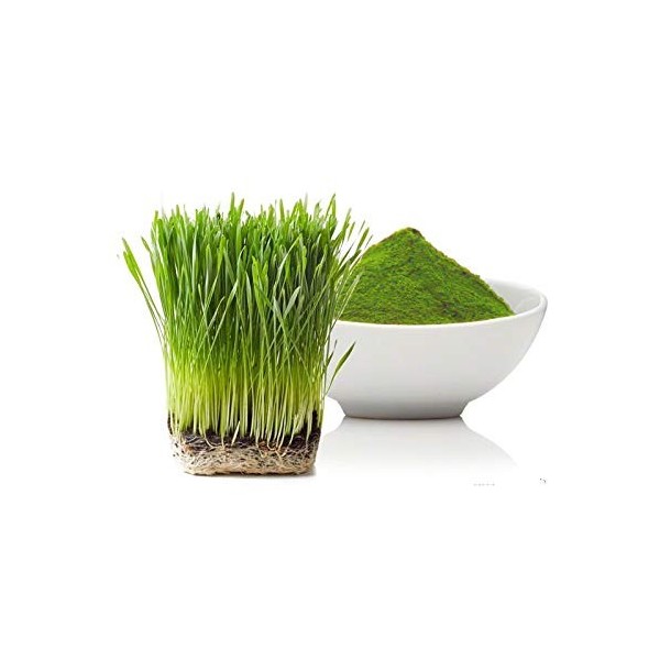 Holy Natural Wheat Grass Powder 100g