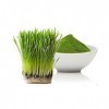 Holy Natural Wheat Grass Powder 100g