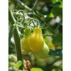 Fash Lady 2g de graines de tomates poires jaunes BIO ~ 600 graines de raisin cherry USA nonGMO