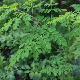 Rue Des Plantes - Moringa poudre 500g