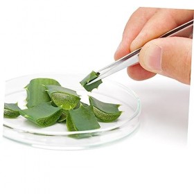 FOMIYES 5 Pièces Pince À Épiler De Jardinage Outil De Jardinage Outils De Jardin Pince À Épiler En Acier Inoxydable Outil De 