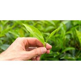 Crème pour les pieds et les ongles 2 en 1. Hydratant et réparateur. Améliore la couleur et la texture des ongles. Élimine la 