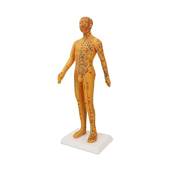 Modèle dacupuncture, Mannequin de Point dacupuncture en PVC, Base Robuste, Gravure TCM 53 Cm pour la Pratique des étudiants