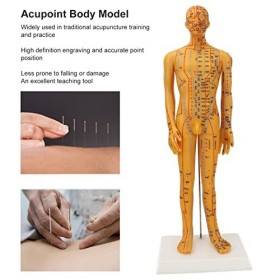 Mannequin de Point dacupuncture, Modèle dacupuncture TCM 53 Cm pour la Pratique des étudiants