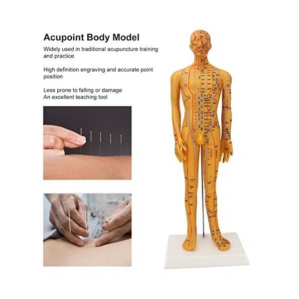 Mannequin de Point dacupuncture, Modèle dacupuncture TCM 53 Cm pour la Pratique des étudiants