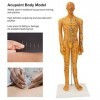 Mannequin de Point dacupuncture, Modèle dacupuncture TCM 53 Cm pour la Pratique des étudiants