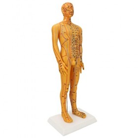 Modèle de Corps dacupuncture, Modèle dacupuncture de Gravure 53 Cm pour la Pratique
