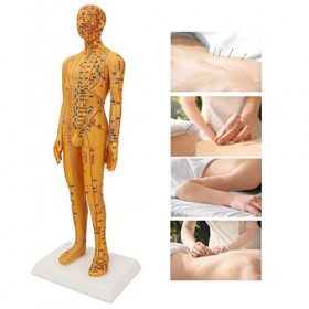 Modèle dacupuncture du Corps Humain, Mannequin de 53 Cm avec Point dacupuncture pour Démonstration par les étudiants