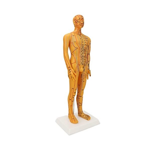 Mannequin dacupuncture gravé Base Robuste Mâle 53 Cm Modèle dacupuncture du Corps Humain Position Précise pour Que Les étud