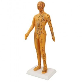 Mannequin de Point dacupuncture, Modèle dacupuncture avec Emplacement Précis Base de Gravure en PVC Robuste de 53 Cm pour l