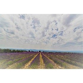 Eau florale hydrolat de Lavande 1 Litre - Provence