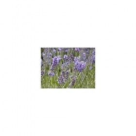 Eau florale lavande BIO flacon 1 litre.