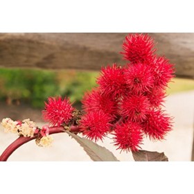 LOT de 2 mascaras 100% Huile de ricin BIO pressée à froid pour la pousse les cils. Essoreur économique. 2x10ml – Naturafro