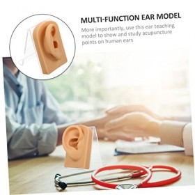 Housoutil 2 Ensembles DAffichage De Bijoux Oreilles Modèle DOreille Modèle DAnatomie De LOreille Modèle DAffichage DOre