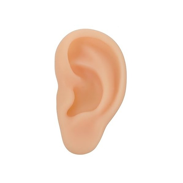 Beaupretty 1Pc Silicone Oreille Chou-Fleur Oreille Aimant Modèle De Pratique De LOreille Dissolvant De Cérumen Modèle DOrei