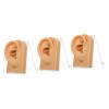 minkissy Lot de 3 ensembles de bijoux pour oreilles - Modèle dacupuncture doreille humaine - Aide à lenseignement - Modèle