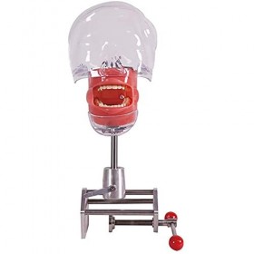 Tête De Mannequin De Simulateur Dentaire, Tête Fantôme De Mannequin De Simulateur Dentaire, Formation De Tête Fantôme De Simu