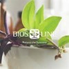 BIOSLINE - ACQUADREN 2 CONDITIONNEMENTS DE 500 ML, drainant, dépuratif, fonction urinaire