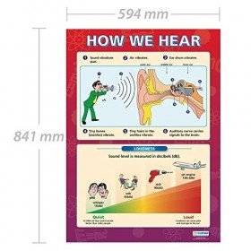 How We Hear | Affiches scientifiques | Papier brillant mesurant 850 mm x 594 mm A1 | Graphiques scientifiques pour la salle