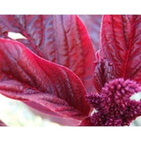 Germinazione dei semi: 200 - Semi: rosso amaranto "South Red" - ricco di proteine, ferro e vitamine! Spedizione gratuita!!