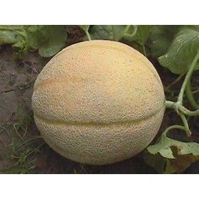 AGROBITS N Hales MEILLEUR COUP DE COEUR JUMBO 50PROFESSIONAL BIO PRODUCTEUR