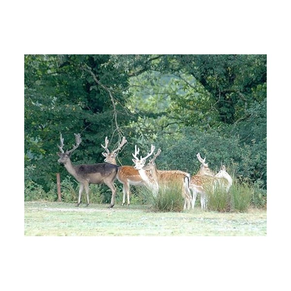 Smartbox - Coffret Cadeau - 3 Jours dans La Vallée des Daims près d’Aurillac avec dîners et accès au Parc Animalier - idée Ca