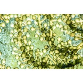 Cupplement Astaxanthin 60 Capsules 8 mg par capsule 5% Extrait Bio - Pas de comprimés, 12 mg, 6 mg, 4 mg, livre ou poudre - S