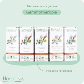 Macérat De Bourgeon de Cornouiller Sanguin Bio | Gemmothérapie | 50 millilitres | Herbiolys