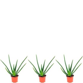 Lot de 3 véritable aloe vera - Hauteur : env. 40 cm - Diamètre du pot : 12 cm