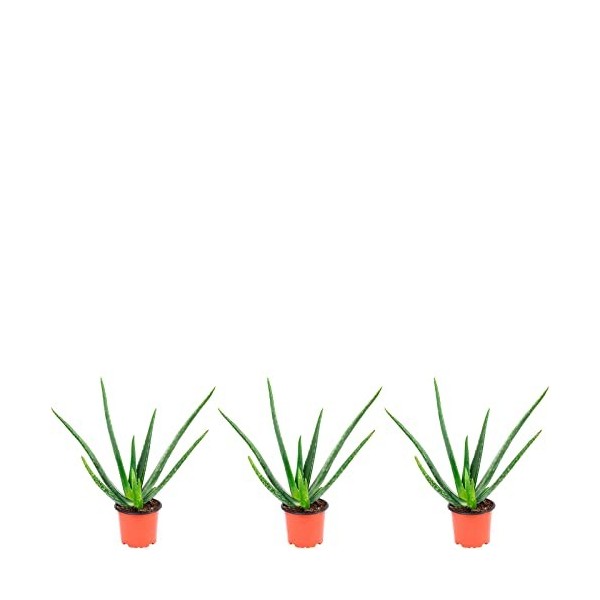 Lot de 3 véritable aloe vera - Hauteur : env. 40 cm - Diamètre du pot : 12 cm